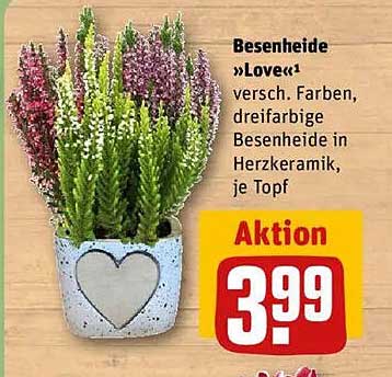 Besenheide »Love« - Verschiedene Farben in Herzkeramik