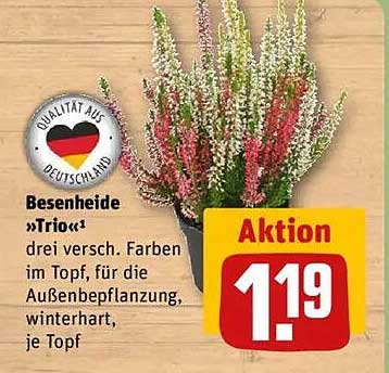 Besenheide „Trio“ – Drei verschiedene Farben im Topf für die Außenbepflanzung