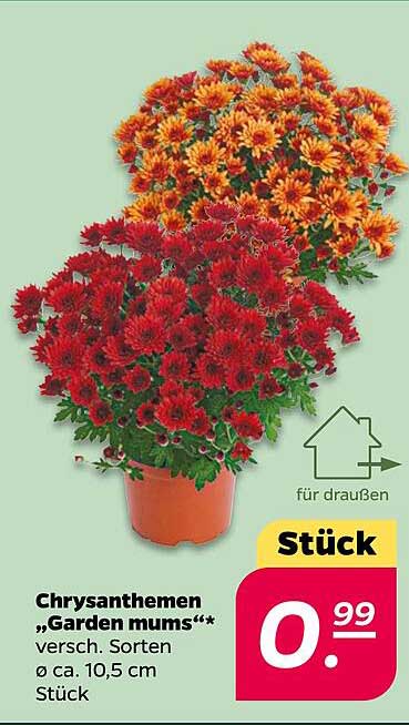 Chrysanthemen „Garden mums“ – verschiedene Sorten, Ø ca. 10,5 cm