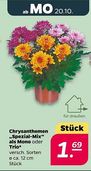 Chrysanthemen "Spezial-Mix" als Mono oder Trio*