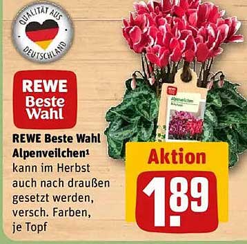 REWE Beste Wahl Alpenveilchen - Aktion