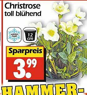 Christrose toll blühend 12 cm