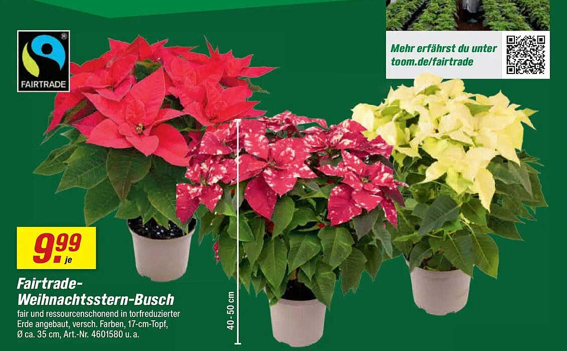 Fairtrade-Weihnachtsstern-Busch
