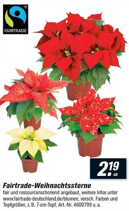 Fairtrade-Weihnachtssterne