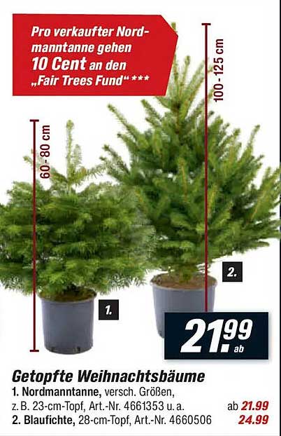 Getopfte Weihnachtsbäume, Nordmanntanne und Blaufichte