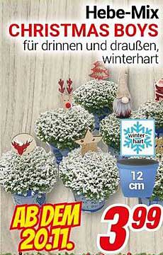 Hebe-Mix CHRISTMAS BOYS - für drinnen und draußen, winterhart