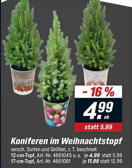 Koniferen im Weihnachtsstopf