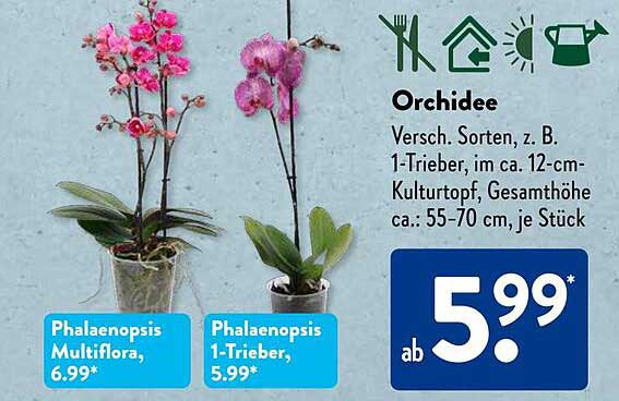 Orchidee Phalaenopsis 1-Trieber, im ca. 12-cm-Kulturtopf