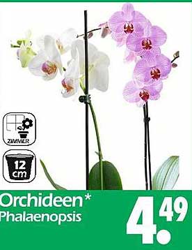 Orchideen* Phalaenopsis 12 cm
