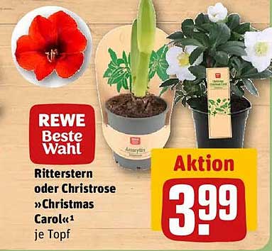 Ritterstern oder Christrose »Christmas Carol«