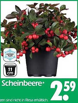 Scheinbeere - der ideale Winterbegleiter für Ihren Garten