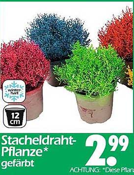 Stacheldraht-Pflanze* gefärbt