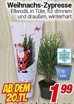 Weihnachts-Zypresse Ellwodii in Tüte, für drinnen und draußen, winterhart