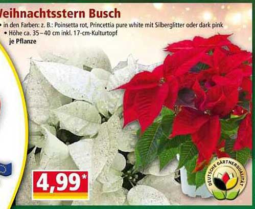 Weihnachtsstern Busch