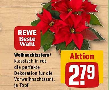 Weihnachtsstern klassisch in rot, die perfekte Dekoration für die Vorweihnachtszeit, je Topf