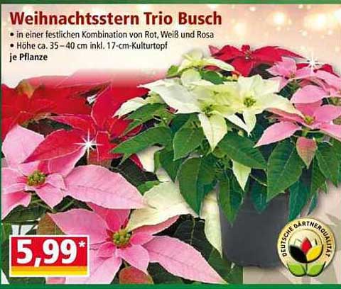 Weihnachtsstern Trio Busch