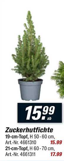 Zuckerhutfichte - 19-cm-Topf, H 50 - 60 cm