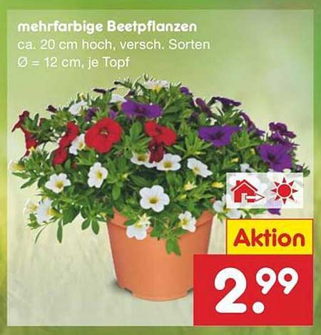 mehrfarbige Beetpflanzen ca. 20 cm hoch, versch. Sorten Ø = 12 cm je Topf