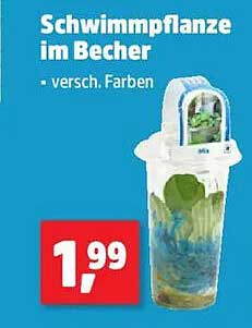 Schwimmpflanze im Becher - verschiede Farben