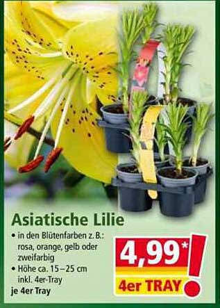 Asiatische Lilie 4er Tray