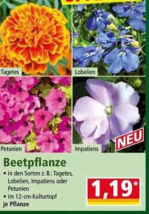 Beetpflanze in den Sorten Tagetes, Lobelien, Impatiens oder Petunien