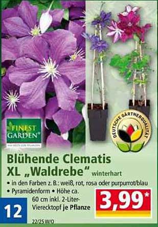 Blühende Clematis XL „Waldrebe“