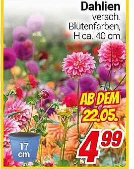 Dahlien - verschiedene Blütenfarben, Höhe ca. 40 cm