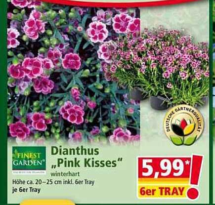 Dianthus 'Pink Kisses' 6er Tray