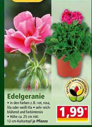 Edelgeranie in verschiedenen Farben
