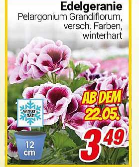 Edelgeranie Pelargonium Grandiflorum, verschiedenste Farben, winterhart