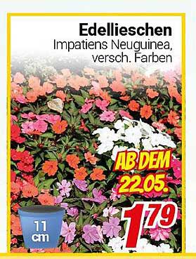 Edellieschen - Impatiens Neuguinea, verschiedene Farben