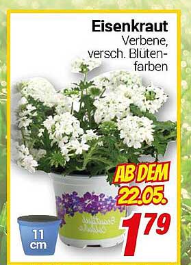 Eisenkraut - Verbenen in verschiedenen Blütenfarben