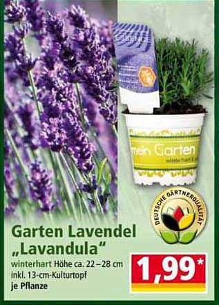 Garten Lavendel „Lavandula“