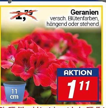 Geranien verschiedene Blütenfarben, hängend oder stehend