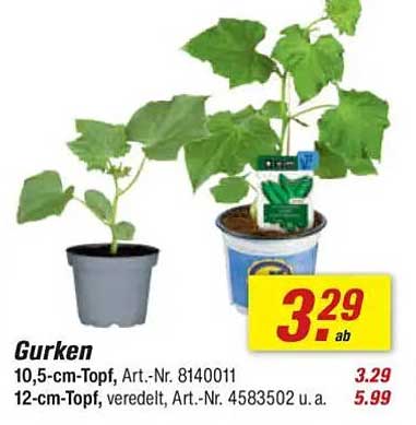 Gurken 10,5-cm-Topf, Art.-Nr. 8140011 und 12-cm-Topf, veredelt, Art.-Nr. 4583502