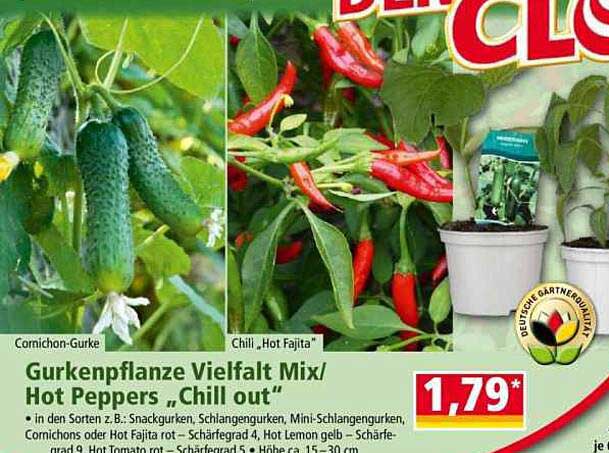 Gurkenpflanze Vielfalt Mix/ Hot Peppers „Chill out“