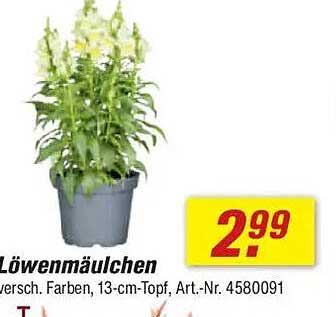Löwenmäulchen - Verschiedene Farben, 13-cm-Topf