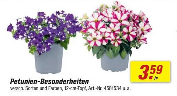 Petunien-Verbesserungen in verschiedenen Sorten und Farben