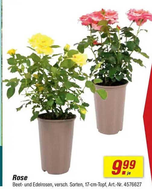 Rose - Beet- und Edelrosen, verschiedene Sorten, 17-cm-Topf