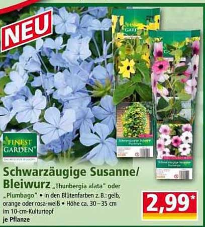 Schwarzäugige Susanne / Bleiwurz – Thunbergia alata oder Plumbago