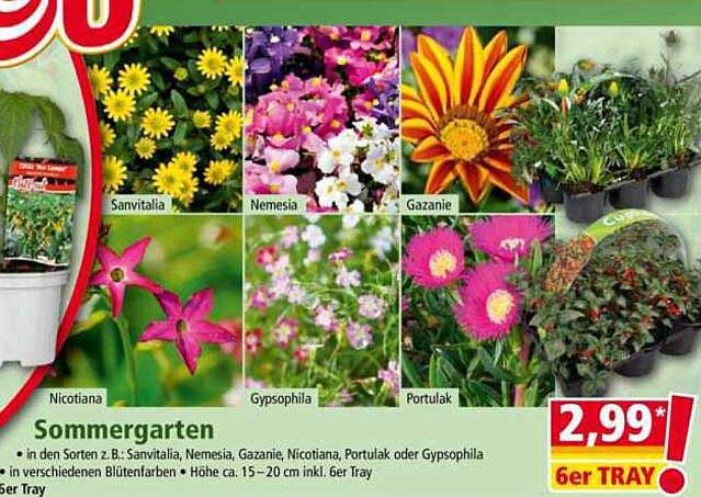 Sommergarten – 6er Tray mit vielfältigen Blumen