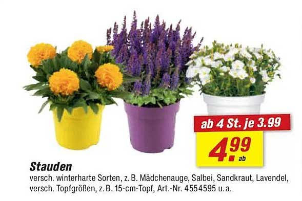 Stauden - verschiedene winterharte Sorten, z. B. Mädchenauge, Salbei, Sandkraut, Lavendel