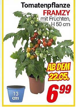 Tomatenpflanze FRAMZY mit Früchten, H 50 cm