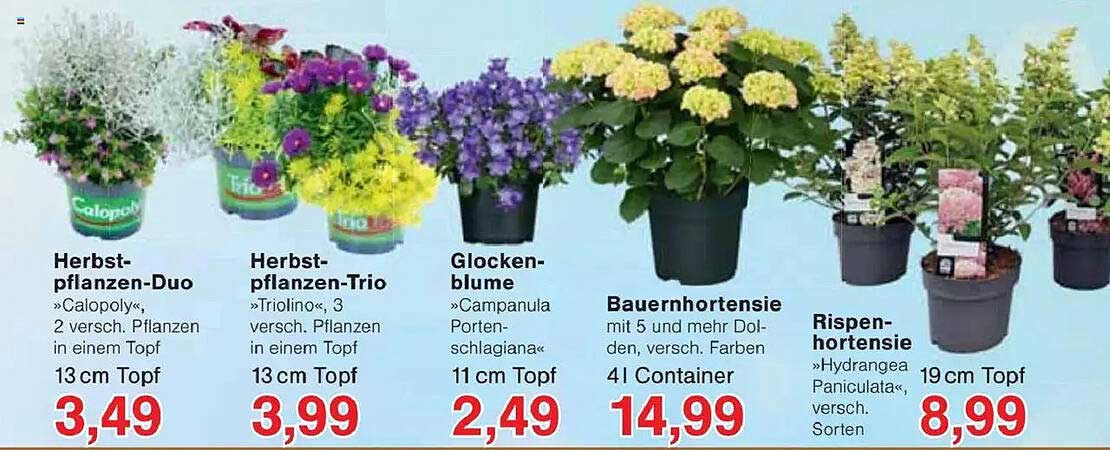 Bauerhortensie mit 5 und mehr Dolden, verschieden Farben - 4 l Container