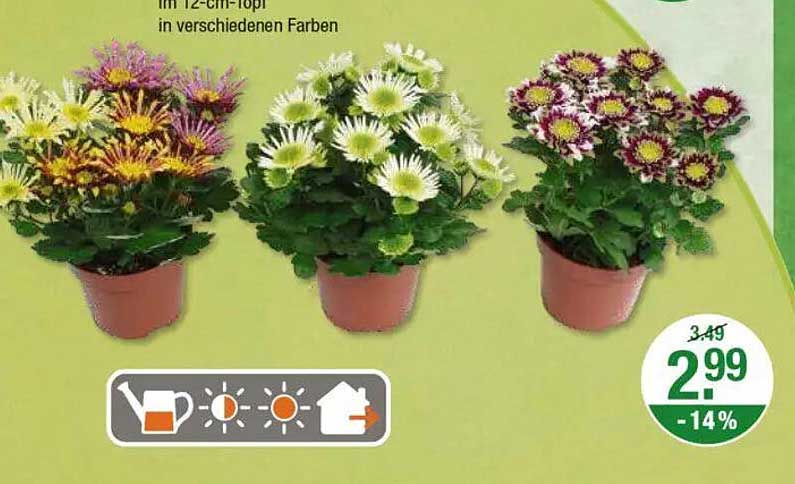 Blühende Pflanzen im 12-cm-Topf in verschiedenen Farben