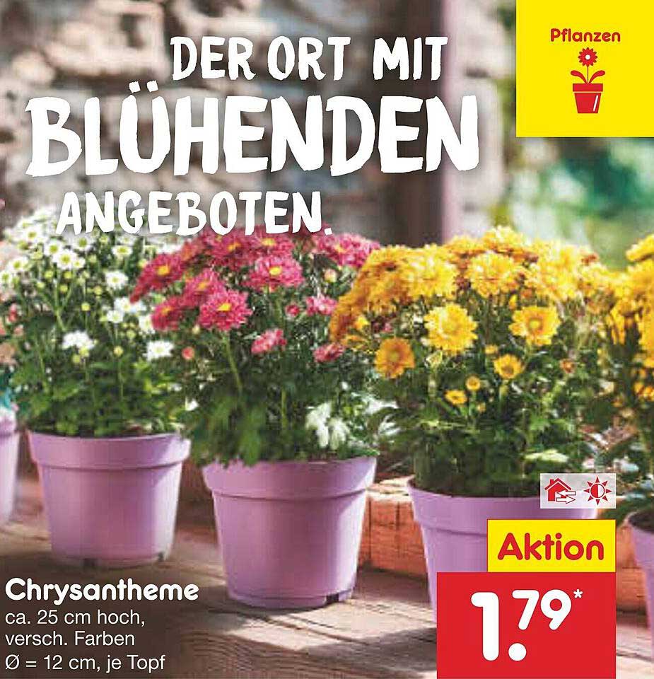 Chrysanthemen, ca. 25 cm hoch, verschiedene Farben, Ø = 12 cm, je Topf