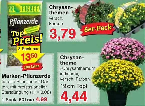 Chrysanthemen – Verschiedene Farben im 6er-Pack für nur 3,79 €