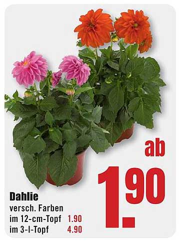 Dahlie – Verschiedene Farben im 12-cm-Topf ab 1,90 €