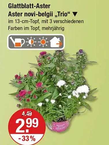 Glattblatt-Aster Aster novi-belgii „Trio“ im 13-cm-Topf