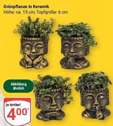 Grünpflanze in Keramik